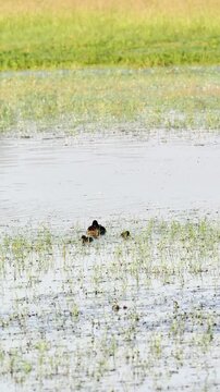 Femelle de fuligule milouin (Aythya ferina) accompagn&eacute;e de ses canetons dans les zones humides de la Brenne
