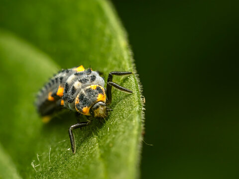 Macro Close-Up of Ladybug Larva on Green Leaf Showing Black Body and Orange Markings