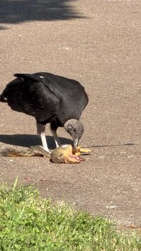 Turkey Vultures Feeding on Roadkill Squirrel Along Rural Road
