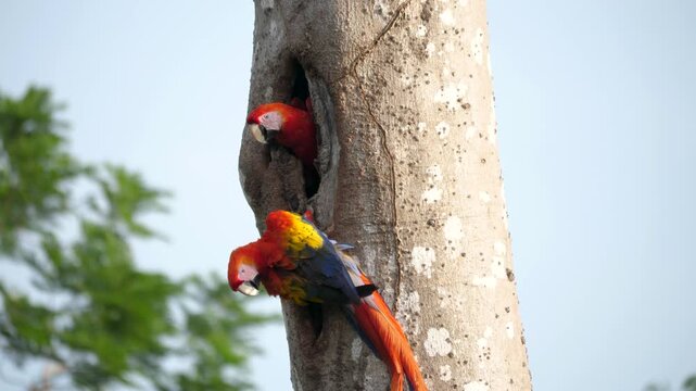 Scarlet Macaws in a tree in Costa Rica