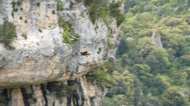 a wild Griffon vulture (Eurasion griffon, Gyps fulvus) gliding in flight to land on a canyon rock ledge
