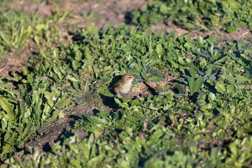 Obraz premium Common Chiffchaff Foraging on the Ground