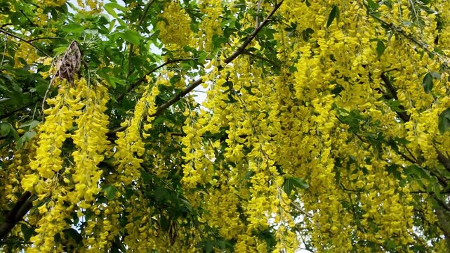 Bottom view of the bright yellow inflorescences of a blooming Laburnum tree swaying in the wind
