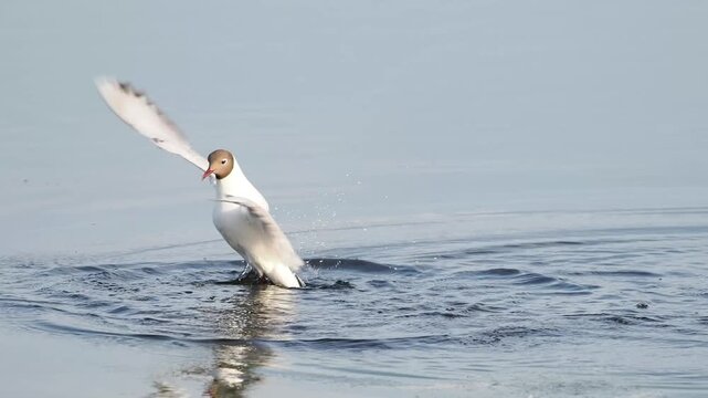 Mouette rieuse (Chroicocephalus ridibundus) nageant sur une eau calme de zone humide