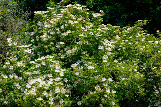 Selective focus blooming of Elder flowers with green leaves in spring, White flower of Sambucus nigra on tree, A species complex of flowering plants in the family Adoxaceae, Natural floral background.