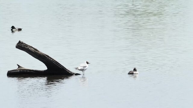 Mouette rieuse (Chroicocephalus ridibundus) nageant sur une eau calme de zone humide