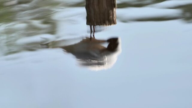 Silhouette de mouette rieuse (Chroicocephalus ridibundus) refl&eacute;t&eacute;e &agrave; la surface d&rsquo;un &eacute;tang de la Brenne