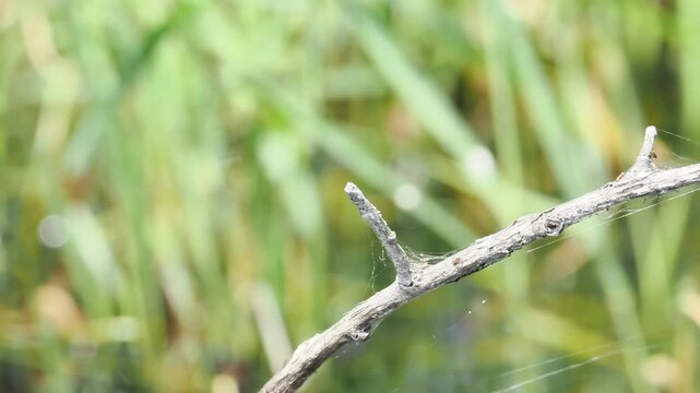 Crocoth&eacute;mis &eacute;carlate (Crocothemis erythraea) m&acirc;le pos&eacute;e sur une branche dans les zones humides de la Brenne