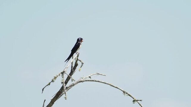 Hirondelle rustique (Hirundo rustica) chantant au sommet d&rsquo;une branche dans une zone humide