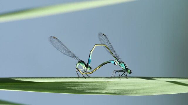 Couple d&rsquo;agrions &eacute;l&eacute;gants (Ischnura elegans) en accouplement sur une feuille dans les zones humides de la Brenne