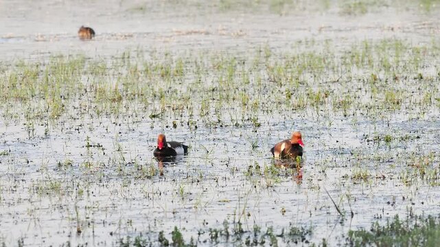 Couple de nettes rousses (Netta rufina) dans les zones humides prot&eacute;g&eacute;es de la Brenne