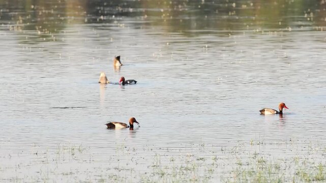 Groupe de canards d&rsquo;eau douce dont Nettes rousses (Netta rufina) sur un &eacute;tang de zone humide
