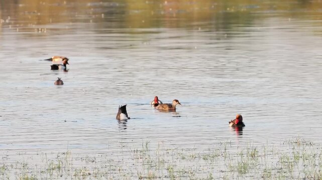 Groupe de canards d&rsquo;eau douce dont Nettes rousses (Netta rufina) sur un &eacute;tang de zone humide