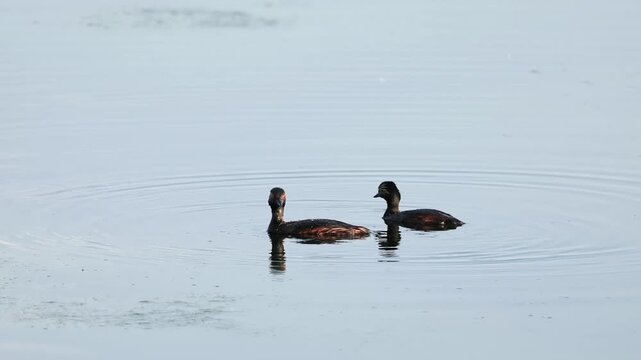 Gr&egrave;bes &agrave; cou noir (Podiceps nigricollis) nageant sur un &eacute;tang de la Brenne