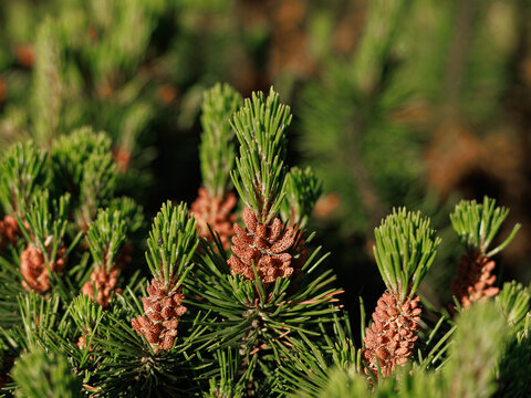 Young cones and fresh shoots of mountain pine Pinus mugo in spring closeup. Concept of seasonal pollen, allergy awareness and evergreen plant development.
