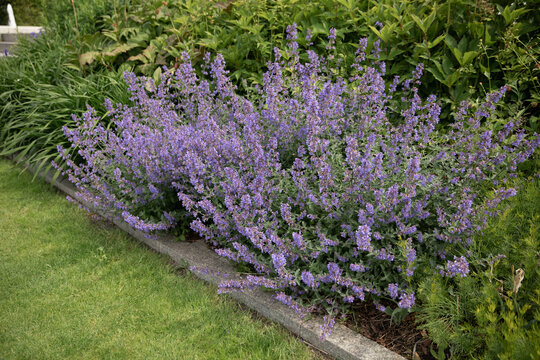 Purple catmint flowers (Nepeta &times; faassenii) blooming in a landscaped garden border. Dense flowering stems covered with small lavender-purple blossoms and green foliage. Ornamental perennial plant phot