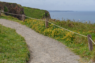 Fototapeta premium Frühlingserwachen an der Küste von Cornwall in England