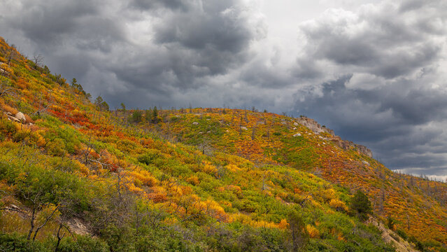 Fall colors in Scrub Oak and Utah Serviceberry in hills near Mesa Verde, Colorado under moody clouds