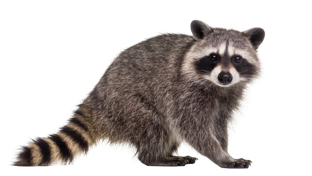 Isolated wild raccoon standing calmly and looking directly at the camera in a professional studio shot