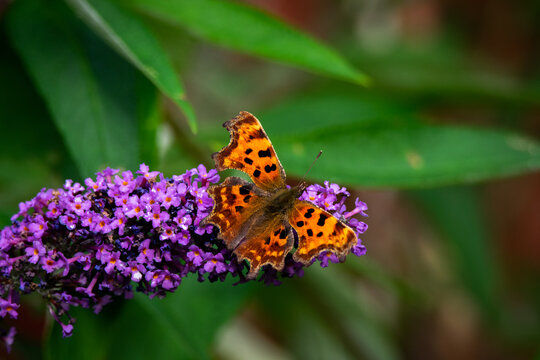 Comma on Buddleia 