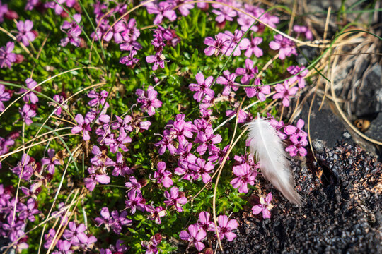 Moss campion, Silene acaulis