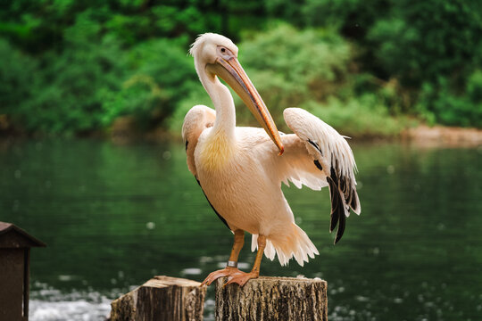 Great white pelican standing on a wooden post near a lake. Large water bird with white plumage and long beak in nature. Wild animal wildlife observation and ecology concept.