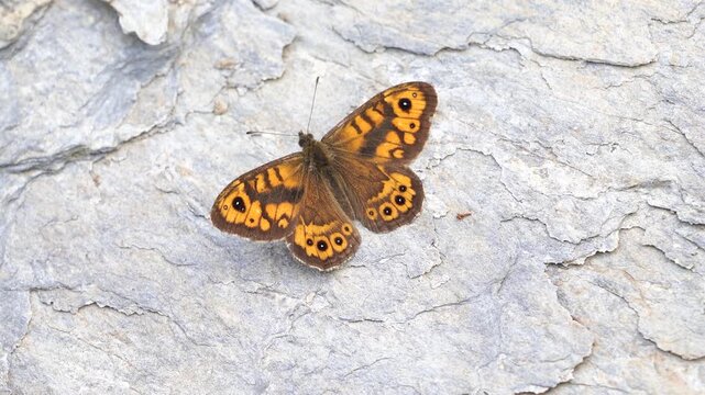 An adult Lasiommata megera, the wall or wall brown sitting on a rock