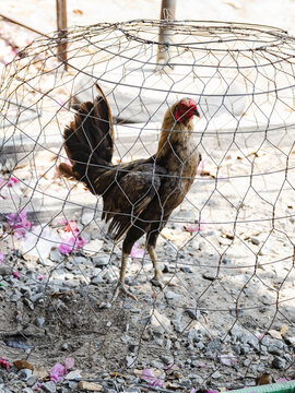 Gamefowl rooster in wire cage prepared for cockfighting in the Mekong Delta, Vietnam