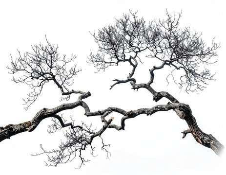 Gnarled, bare branches of an ancient tree stretch out against a white sky