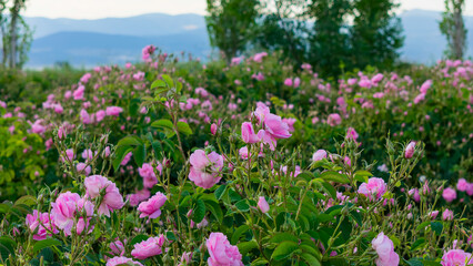 Obraz premium Close-up shots of fresh oil-producing rose bushes in Isparta, featuring buds and vibrant pink leaves against a backdrop of mountains and green trees.