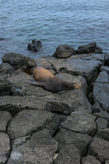 Fototapeta premium A sea lion resting on the rocks in Puerto Baquerizo Moreno on San Cristobal Island, Galapagos Islands, Ecuador.