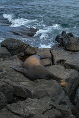Naklejka premium A sea lion resting on the rocks in Puerto Baquerizo Moreno on San Cristobal Island, Galapagos Islands, Ecuador.