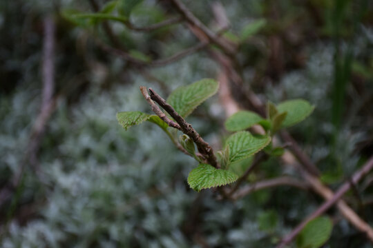 Nature