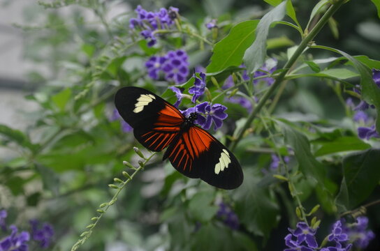 Nature