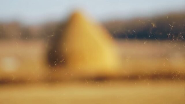 Golden dust particles dance in sunlit field with autumn haystack