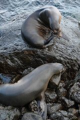 Fototapeta premium Puerto Baquerizo Moreno, San Cristobal Island, Galapagos Islands, Ecuador - May 27, 2026: Sea lions resting on a beach in Puerto Baquerizo Moreno on San Cristobal Island, Galapagos Islands, Ecuador.