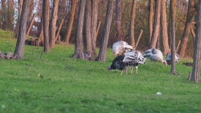 Free range turkeys feeding on grass at the forest edge