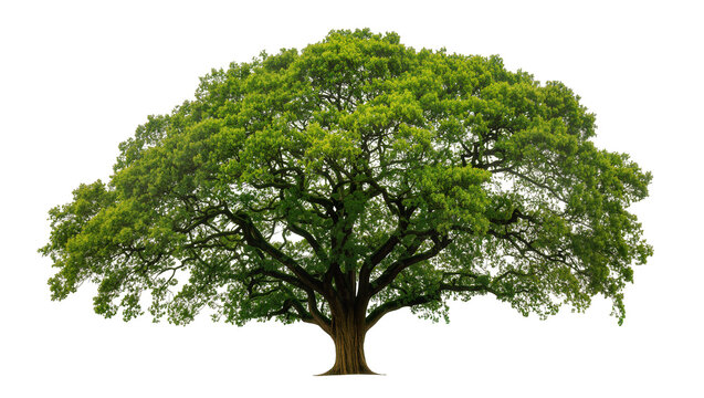 Isolated large mature broadleaf tree with lush green canopy and sturdy trunk, beautiful park tree