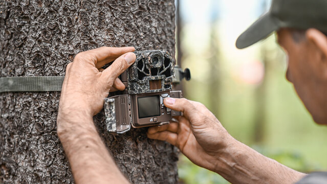 Attaching and adjustment the camera trap to the tree trunk. Camouflage digital trap with motion pir sensor and infrared flash used for wildlife observation or scientific research.