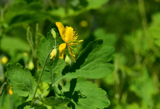 Nahaufnahme einer Sch&ouml;llkraut-Bl&uuml;te