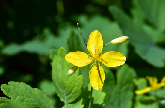 Nahaufnahme einer Sch&ouml;llkraut-Bl&uuml;te