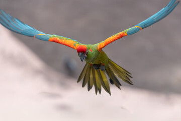 Close up of a red fronted macaw (ara rubrogenys) in flight © tom