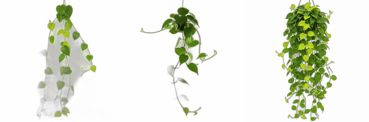 Set of Three Hanging Potted Houseplants with Lush Green Leaves, Trailing Pothos or Philodendron Vines Isolated on White Background, Modern Indoor Botanical Decor, Natural Home Gardening Elements, Deco © nova