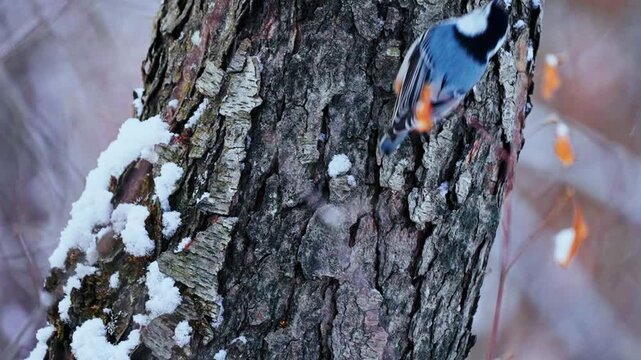 Nuthatch climbing a tree trunk in a winter forest with light snowfall.
