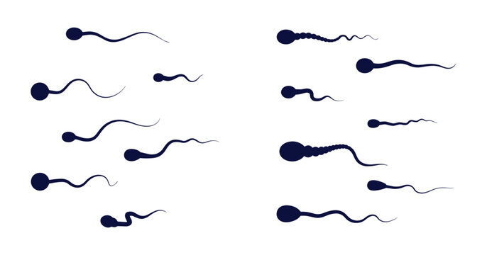 Sperm Cell Illustration: A scientific illustration depicting multiple sperm cells, showcasing their distinct morphology and the dynamic movement associated with fertilization.