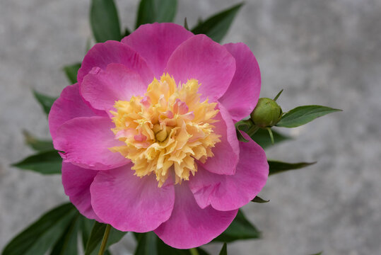 Vibrant Pink Peony Flower with Bright Yellow Center in Full Bloom