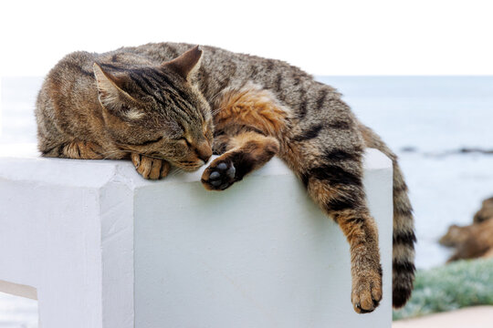Tabby cat sleeping on a white concrete pedestal near the sea in Paphos, Cyprus, with tail and paw hanging over the edge.
