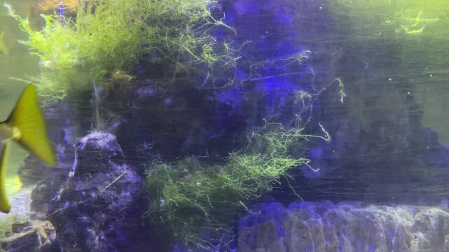 Silver moonfish swimming inside home aquarium. Freshwater fish moving near rock formation with green algae. Aquatic wildlife tank exploration and hobby concept.