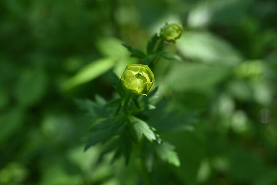 Unopened Green Trollius Europaeus Flower Bud in a Lush Boreal Forest