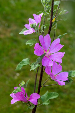 Beautiful Pink Flowers Growing in a Green Garden